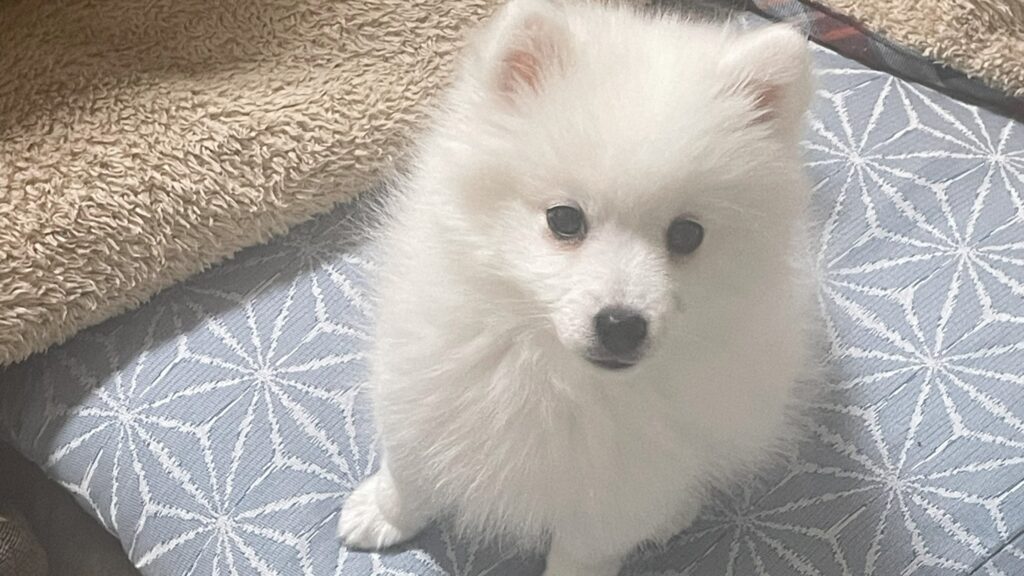 japanese spitz is sitting