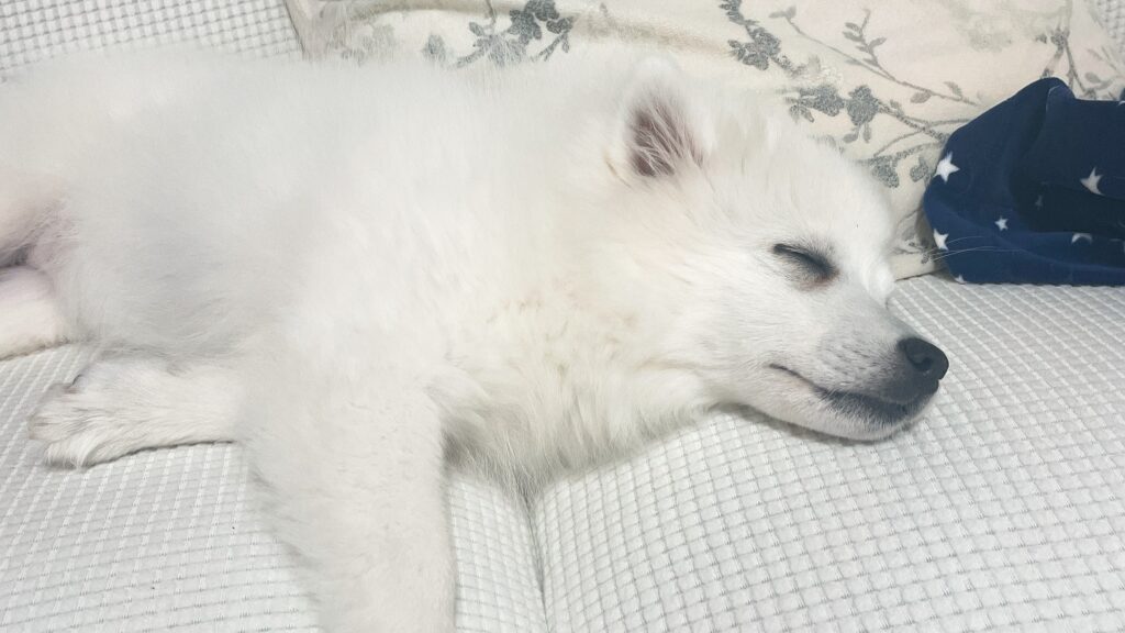 japanese spitz is sleeping