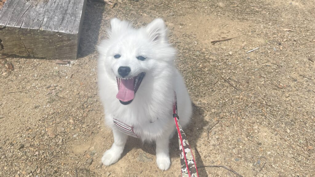 japanese spitz on a walk