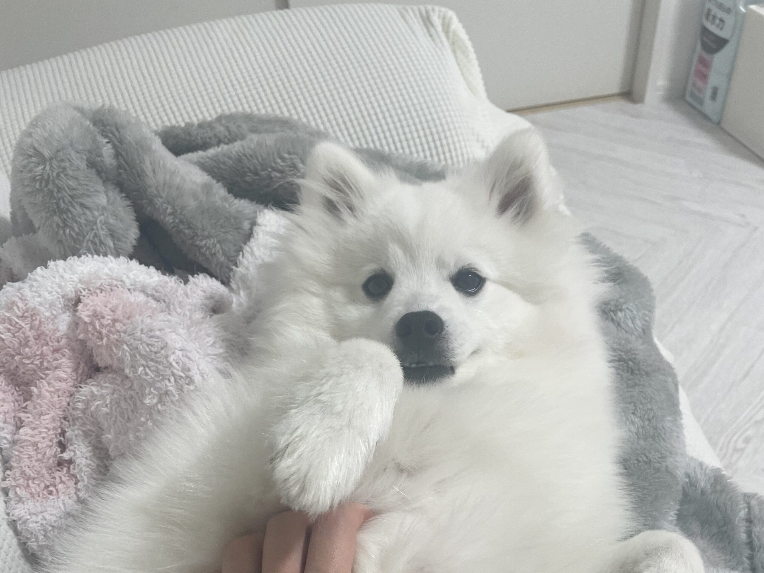 japanese spitz relaxing on a blanket