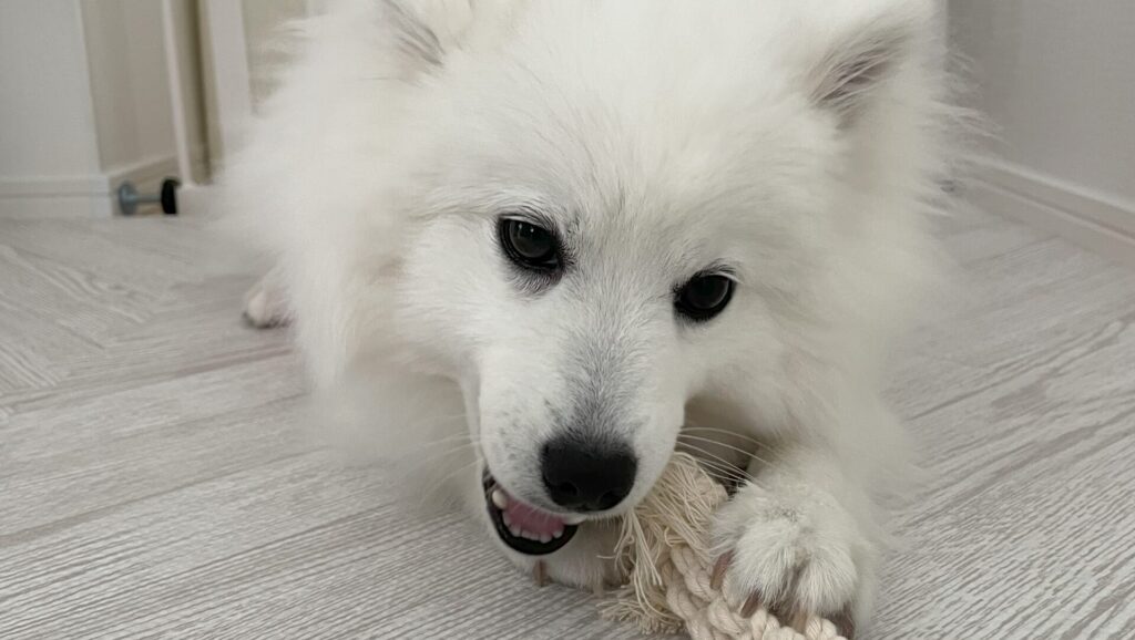 japanese spitz playing with rope toy