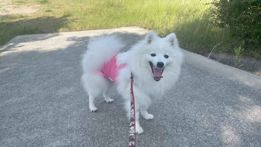 japanese spitz after getting fixed