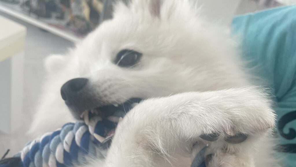 japanese spitz playing with rope toy